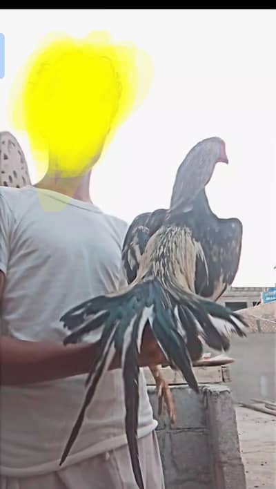 Aseel jawa mashallah boht acha parinda hai bss  Chon Tori Tori e