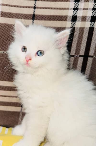 Persian kittens/imported/fluffy/Blue eyes /kittens
