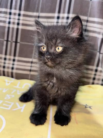 black Persian kittens/imported/fluffy