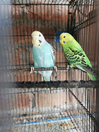 Large size breeder Pair