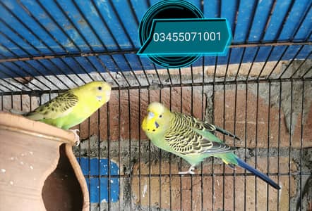 Large size breeder Pairs and pigeons