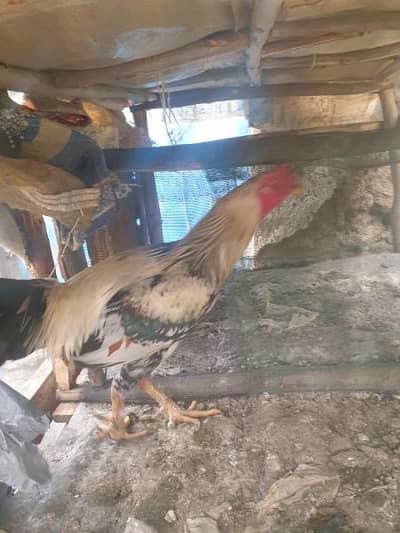 only selling roster who want to buy inbox your price age 2 year