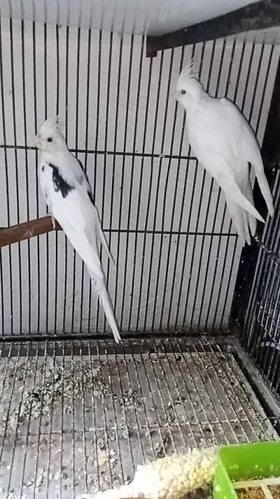 Cocktaiels breeder setup