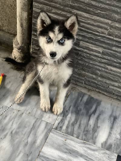Husky Female pup Available