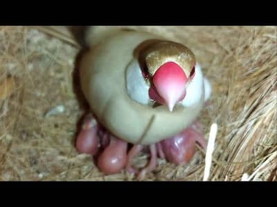 Fawn Java Breeder Pair