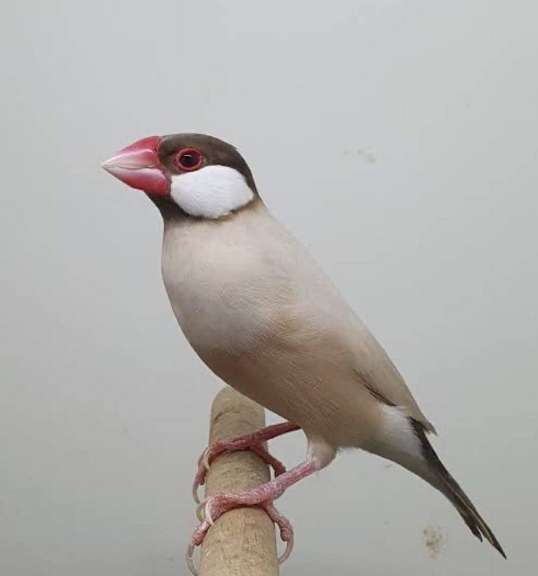 Fawn Java Breeder Pair 1