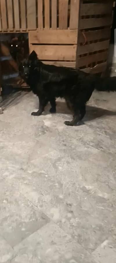 german shepherd female near to heat