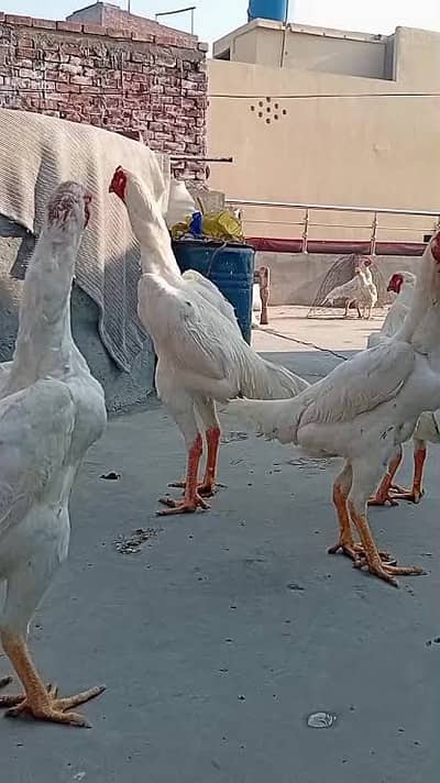 Premium Quality Aseel German- Japanese-Dragon-Thai-Aseels