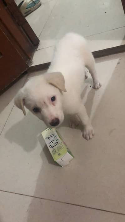 russain dog for sale