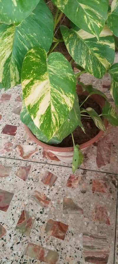 money plants pot big size 8 feet long