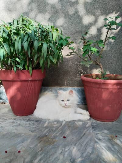 Persian Female Cat