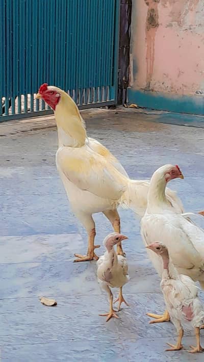 Turkish hint male white Aseel heera double body male