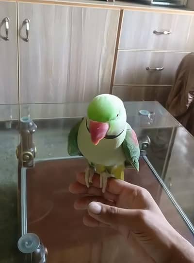 Raw fully hand tame talking Breader Mail