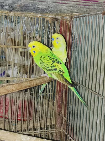 Australian Budgies Pair for Sale – Healthy & Active