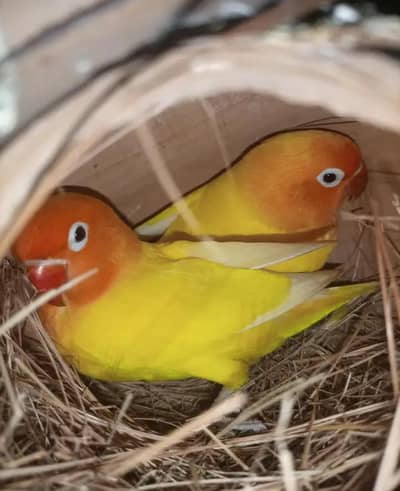 breeder lutino with history (Exchange with Ino Red Male)