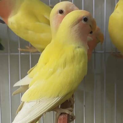 love bird breeder pair