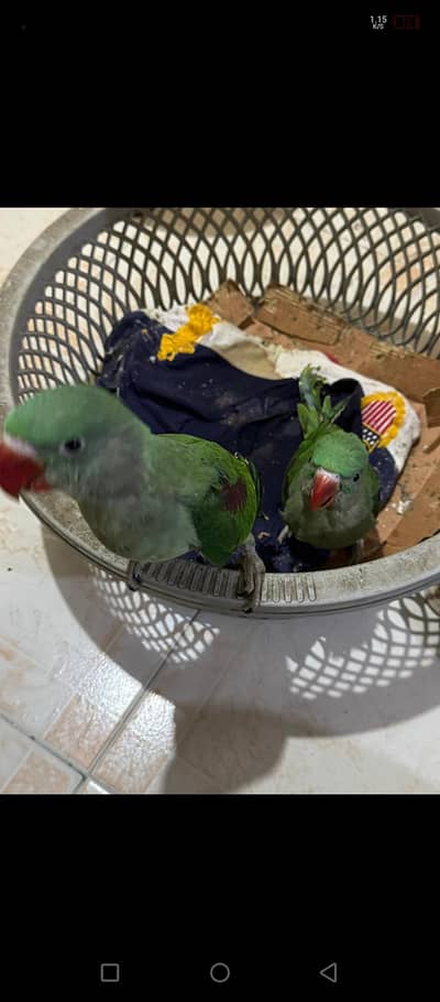 Pahari raw kashmiri  parrot chick