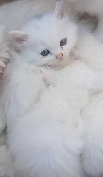 Persian male kitten