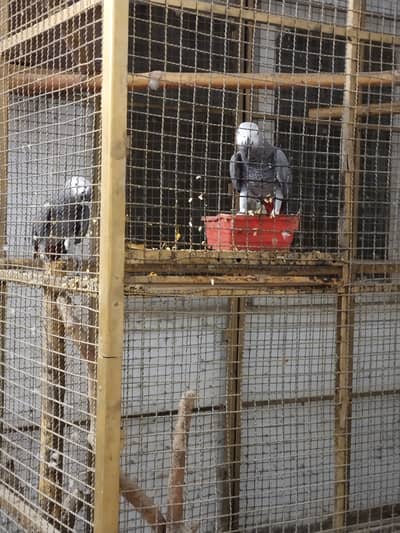 African Grey Parrot (With Large Cage)