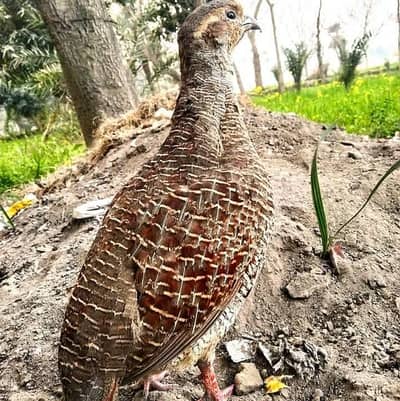 teetar pear for sale