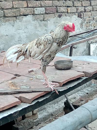 aseel cheena pair with 13 eggs