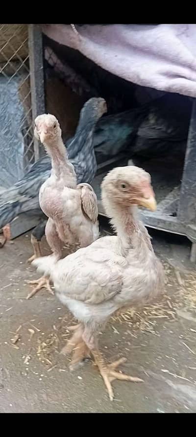 3 oshamo 2 black aseel yaw da speen or tora aseel charga yaw da zyara