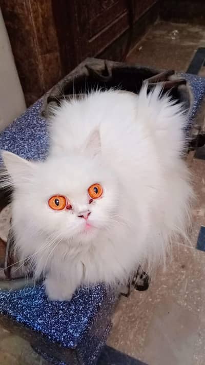 Mashallah urgent sale contact number 03004448703