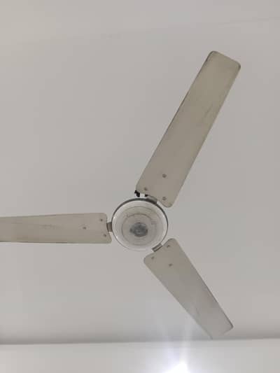 belvin company fan