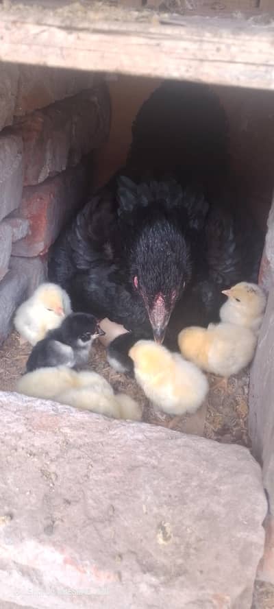 Aseel morgi with chicks