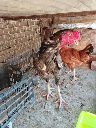 aseel jawa what's up number. 03328697237==03289611091