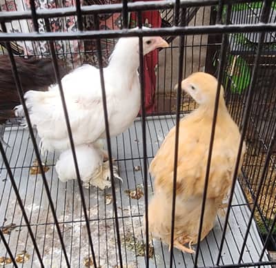  MUHAMMAD FANCY CHICKS – Premium Quality Available 
