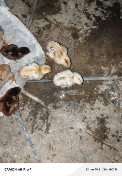 #aseel #mianwaliasil #desimurga #cockfarming #pakistan