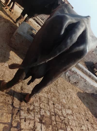 دو بھینس اےک پاس 6 کلو دودھ دونوں ٹائم کا اور ایک مہینہ 27 دن کی کراس