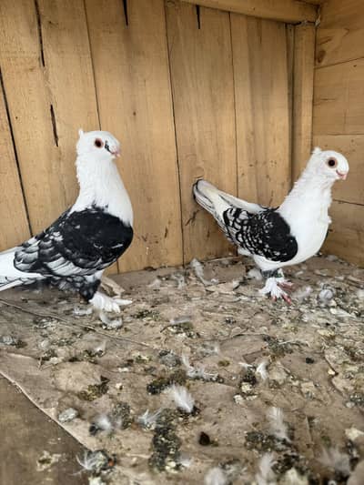 Fancy pigeons