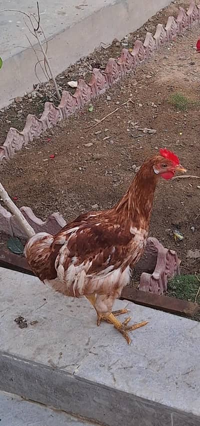 Desi Andy wali murghi 2 hen 1 mutgha