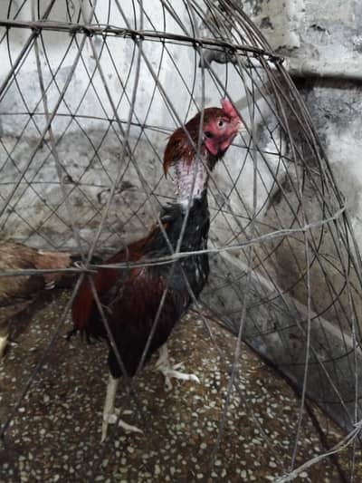 urgent for sale aseel pair