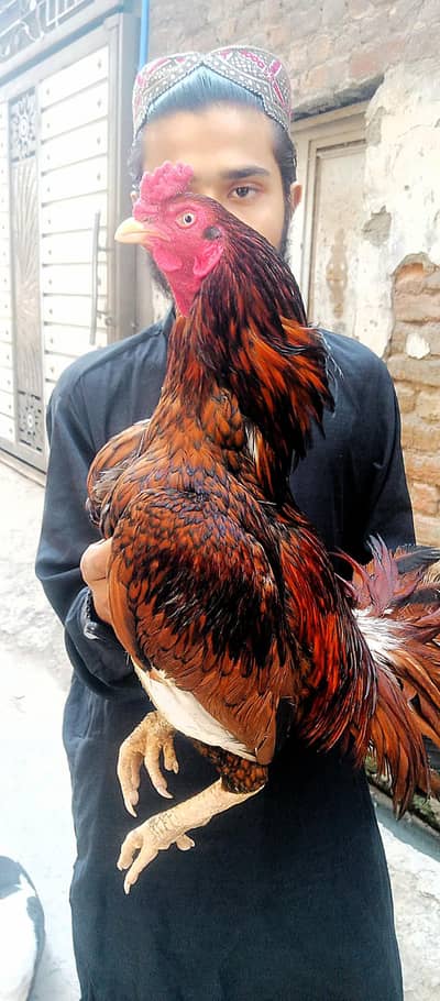 Aseel quality Peela Nasali Parinda