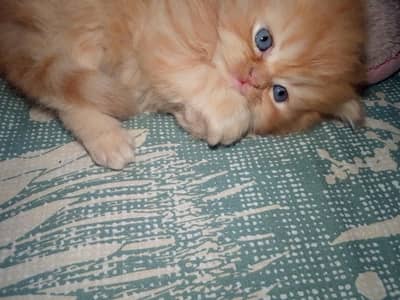 punch male kitten, healthy and active , toilet trained