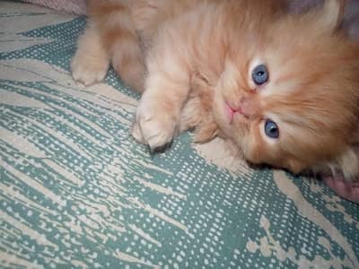 punch male kitten, triple cotted,healthy and active , toilet trained