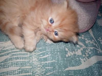 punch male kitten, triple cotted,healthy and active , toilet trained