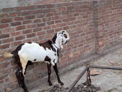 serious customer rabta Karen bs