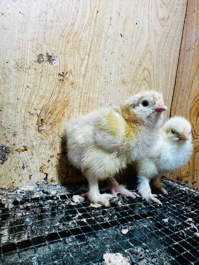 Top Quality white japanese/breeder japanese male and female