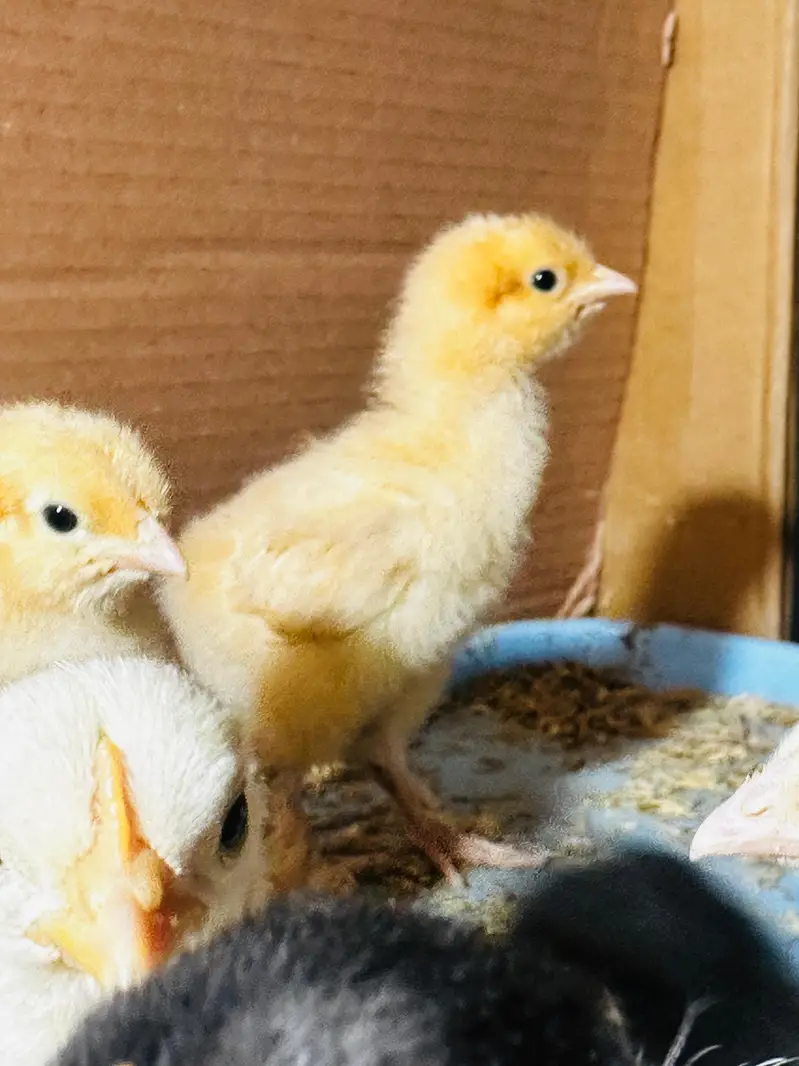 Top Quality buff,,coco polish,white/black/coco/frizzle bantam chicks — photo 2