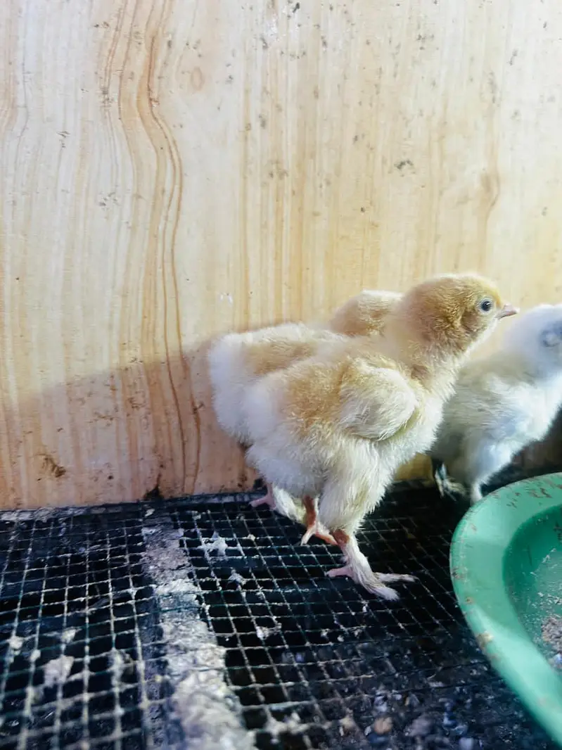 Top Quality buff,,coco polish,white/black/coco/frizzle bantam chicks — photo 3