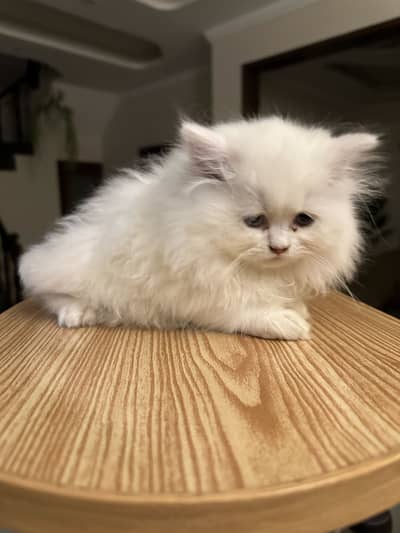 White Persian Kitten Triple Coated | 2M old | Healthy & Playful | LHR