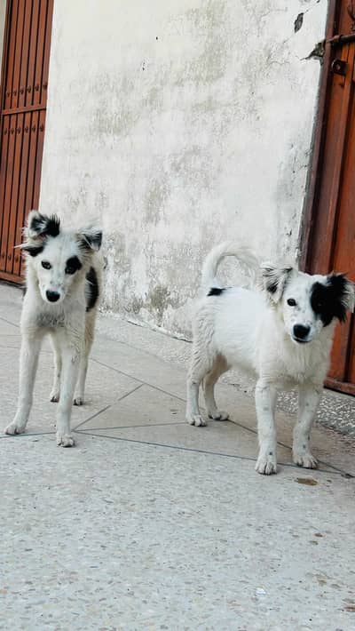 Russian dogs male and female