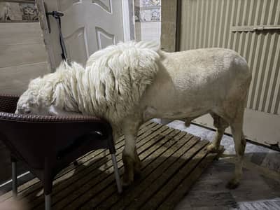 Chatra qurbani for sale