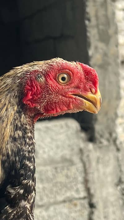 indian parrot beak long tail