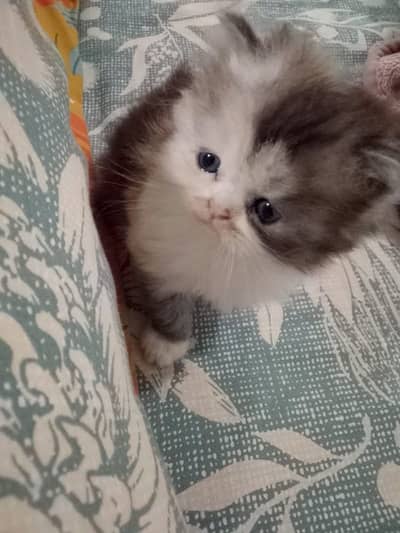 punch male kitten for sale ,healthy and active, toilet trained