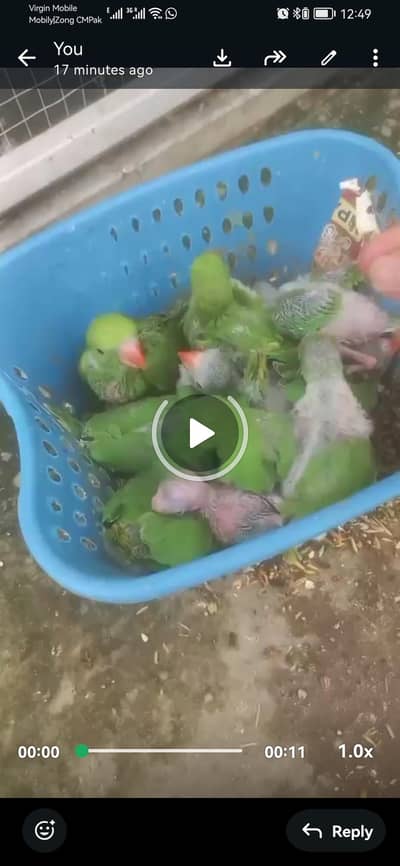 Green ringnack baby's